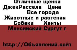 Отличные щенки ДжекРассела › Цена ­ 50 000 - Все города Животные и растения » Собаки   . Ханты-Мансийский,Сургут г.